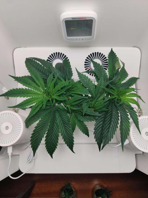 Vivian. Week 4 - Day 6