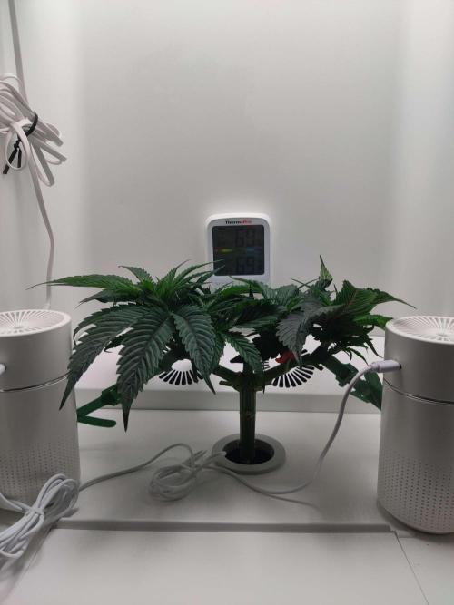 Vivian. Week 4 - Day 6