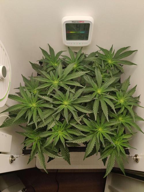 Valentina. Week 10 - Day 2