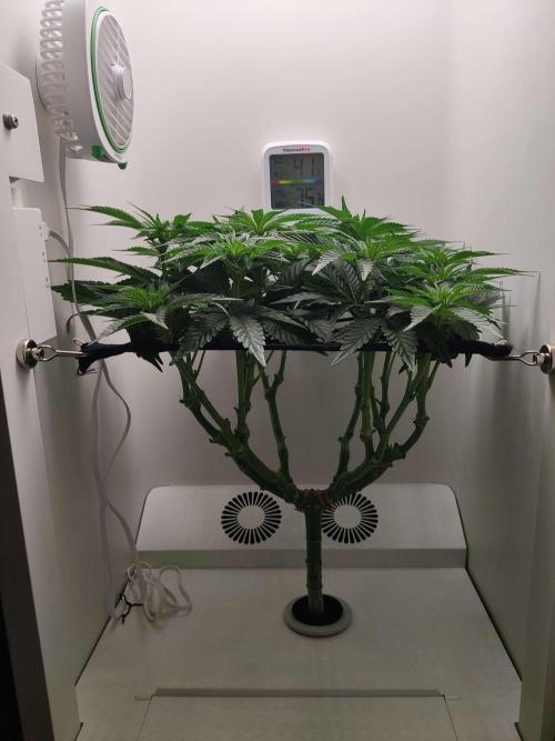 Valentina. Week 10 - Day 2