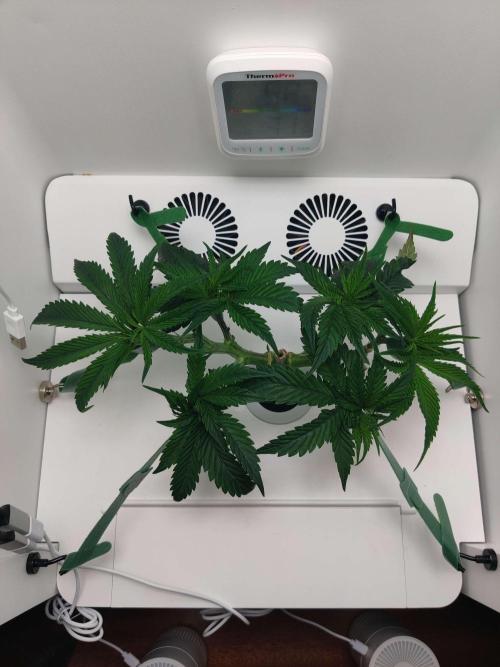 Vivian. Week 4 - Day 7