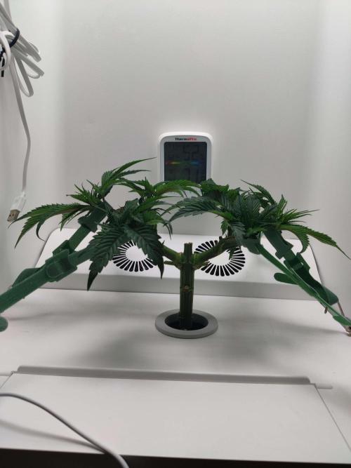 Vivian. Week 4 - Day 7