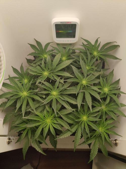 Valentina. Week 10 - Day 3