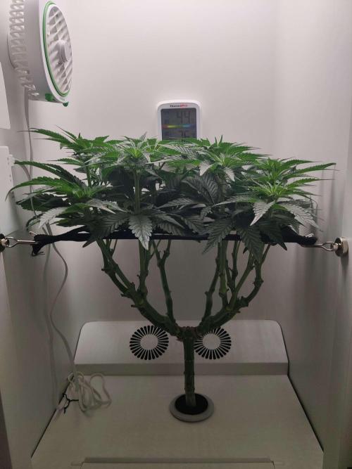 Valentina. Week 10 - Day 3