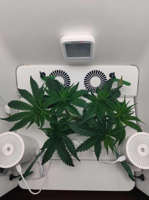 Vivian. Week 5 - Day 1