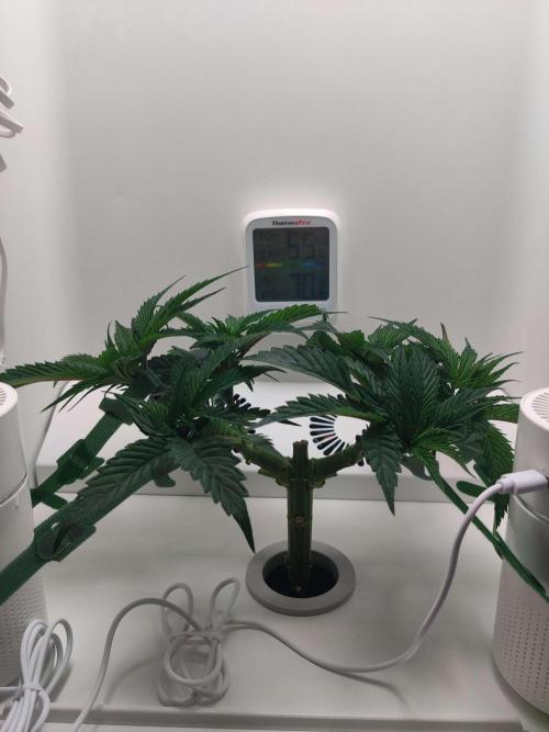 Vivian. Week 5 - Day 1