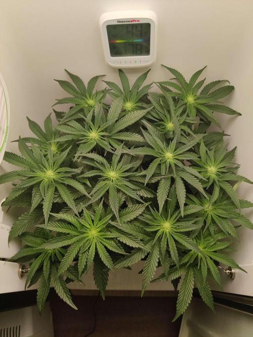 Valentina. Week 10 - Day 4