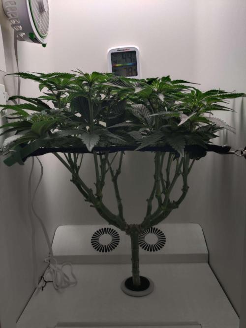 Valentina. Week 10 - Day 4