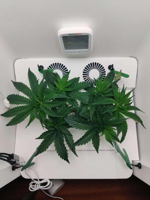 Vivian. Week 5 - Day 2