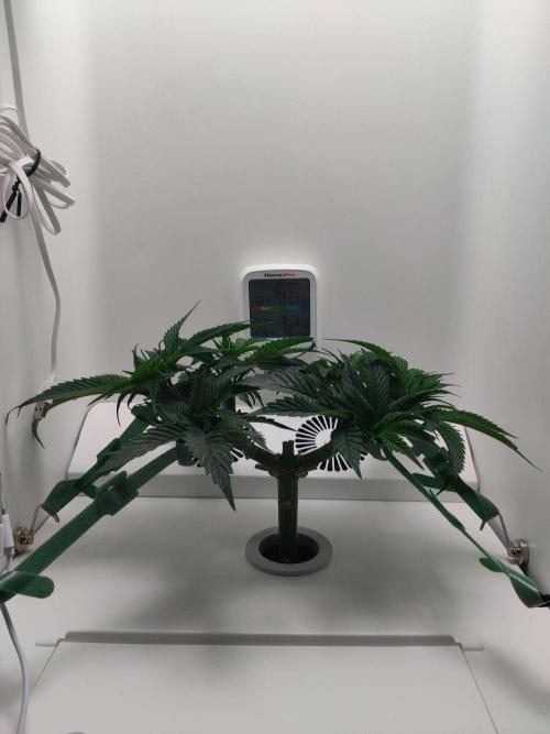 Vivian. Week 5 - Day 2