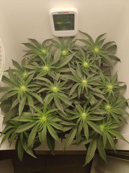 Valentina. Week 10 - Day 5