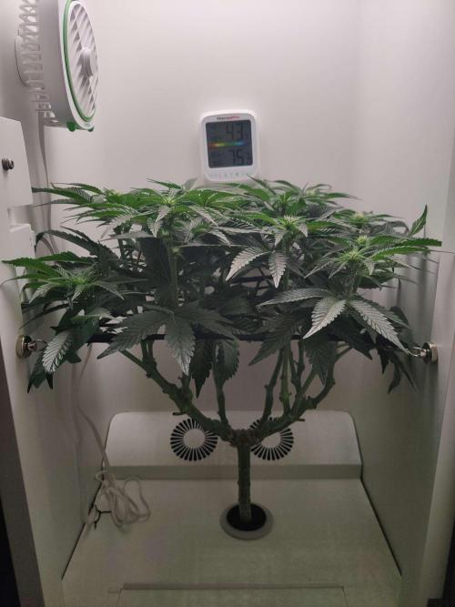 Valentina. Week 10 - Day 5