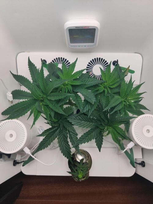 Vivian. Week 5 - Day 3