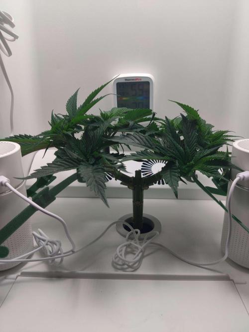 Vivian. Week 5 - Day 3