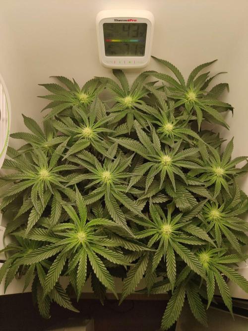 Valentina. Week 10 - Day 6