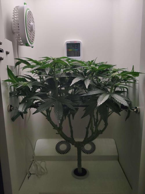 Valentina. Week 10 - Day 6