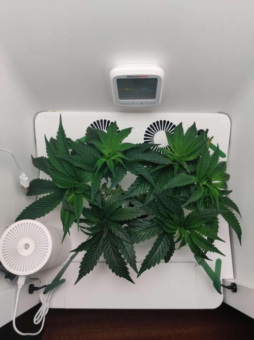 Vivian. Week 5 - Day 4