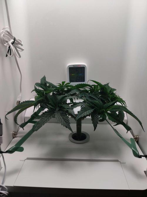 Vivian. Week 5 - Day 4