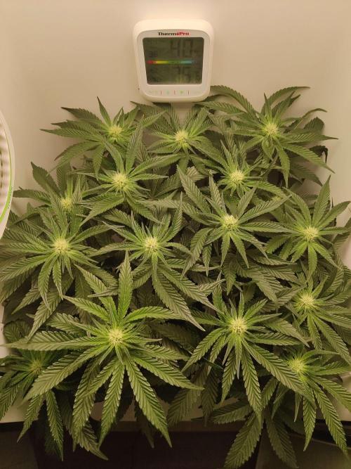 Valentina. Week 10 - Day 7