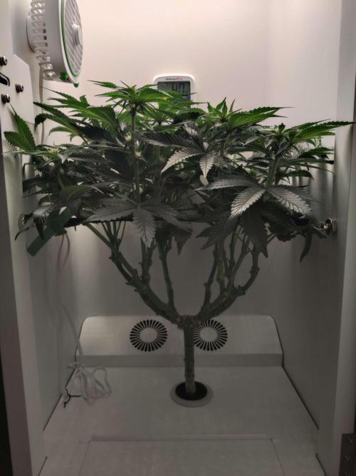 Valentina. Week 10 - Day 7