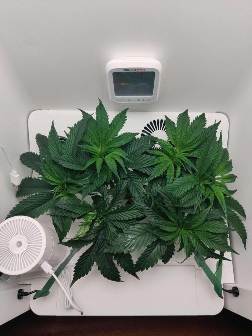 Vivian. Week 5 - Day 5