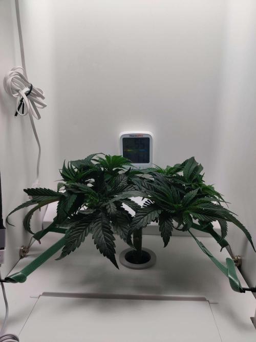 Vivian. Week 5 - Day 5