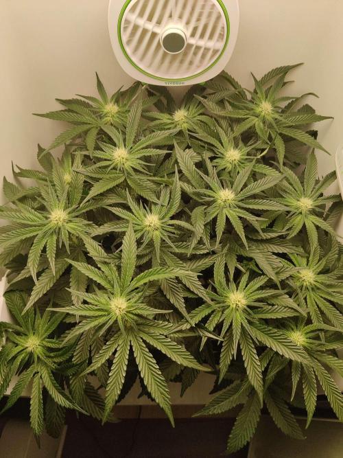 Valentina. Week 11 - Day 1