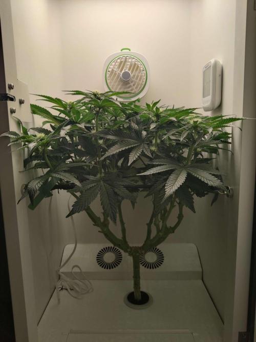 Valentina. Week 11 - Day 1