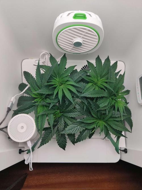 Vivian. Week 5 - Day 6