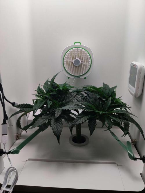 Vivian. Week 5 - Day 6