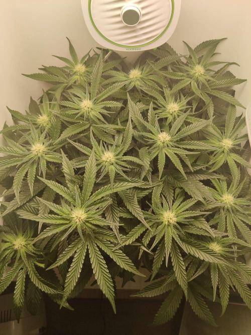 Valentina. Week 11 - Day 2