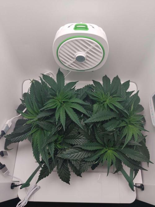 Vivian. Week 5 - Day 7