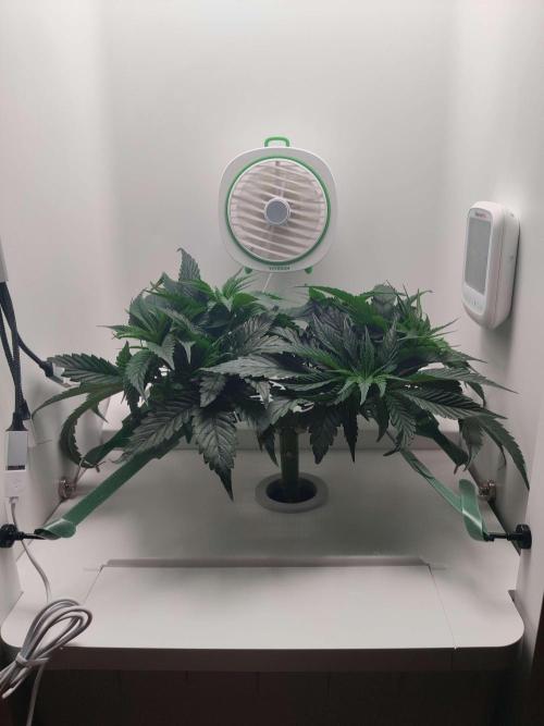 Vivian. Week 5 - Day 7