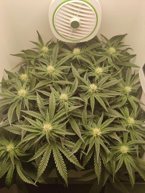 Valentina. Week 11 - Day 3