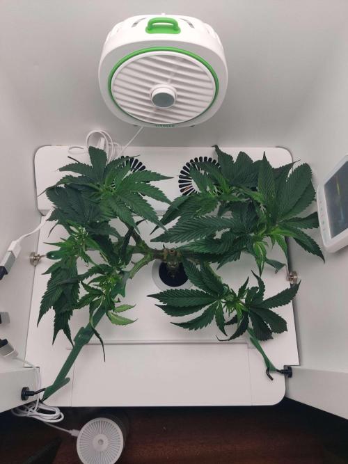 Vivian. Week 6 - Day 1