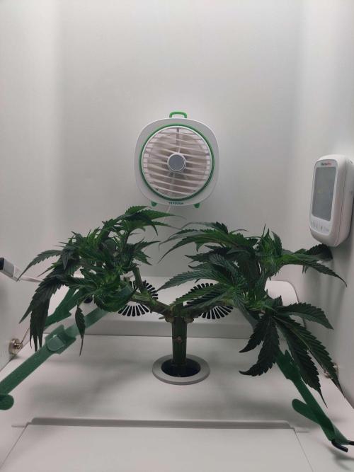 Vivian. Week 6 - Day 1