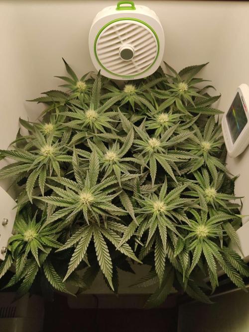 Valentina. Week 11 - Day 4