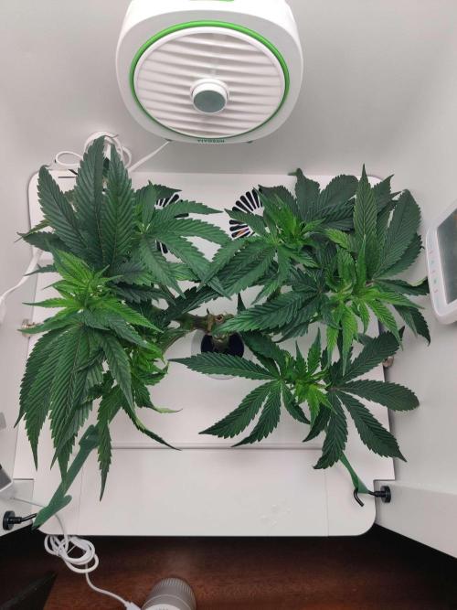 Vivian. Week 6 - Day 2