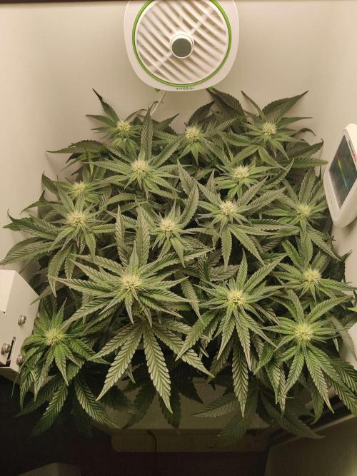 Valentina. Week 11 - Day 5