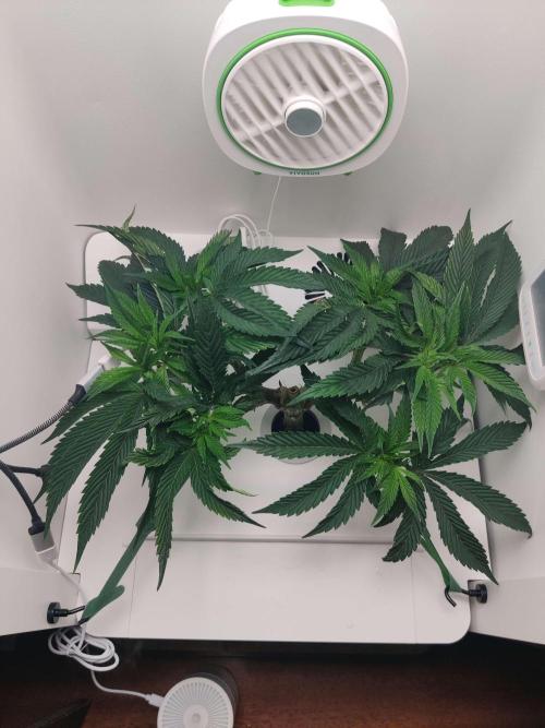 Vivian. Week 6 - Day 3