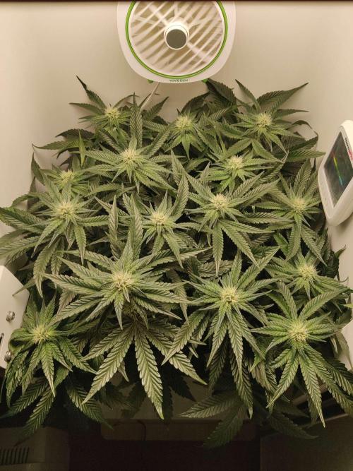 Valentina. Week 11 - Day 6