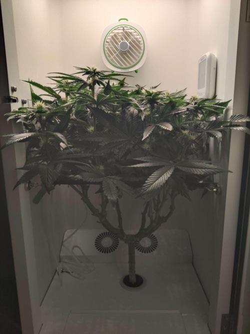 Valentina. Week 11 - Day 6