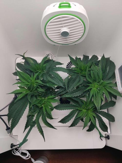 Vivian. Week 6 - Day 4