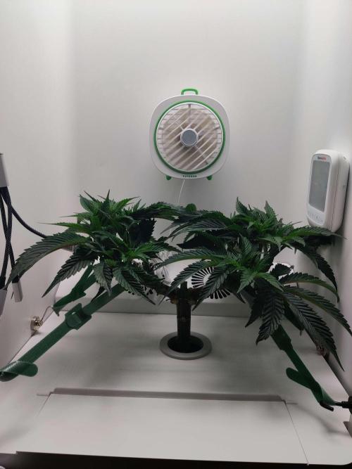 Vivian. Week 6 - Day 4