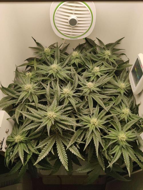 Valentina. Week 11 - Day 7