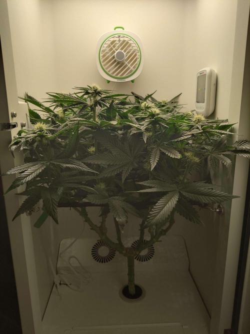 Valentina. Week 11 - Day 7