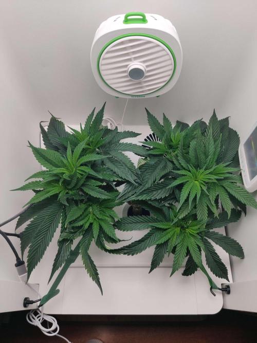 Vivian. Week 6 - Day 5