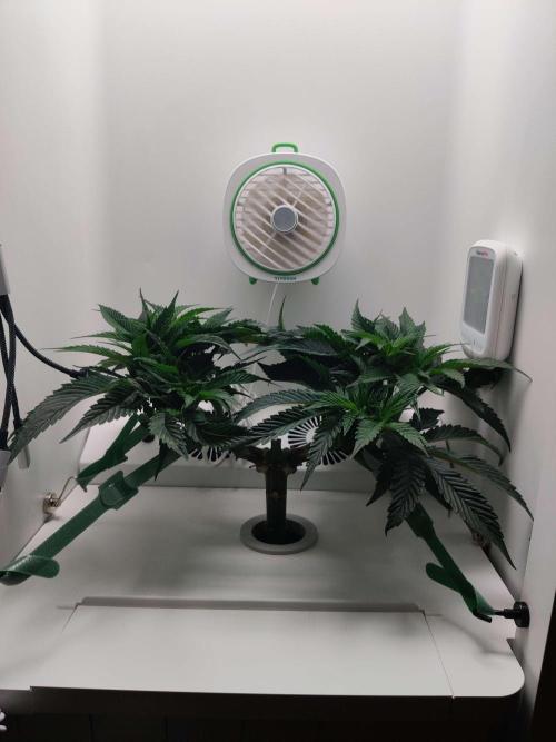 Vivian. Week 6 - Day 5