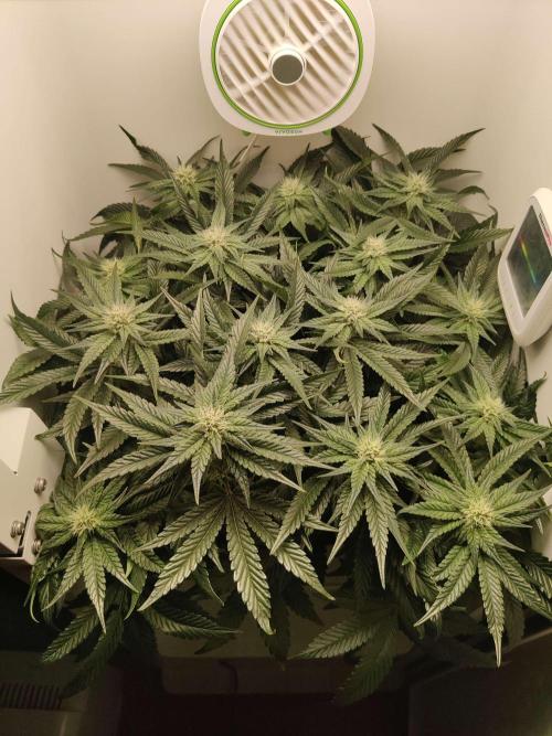 Valentina. Week 12 - Day 1