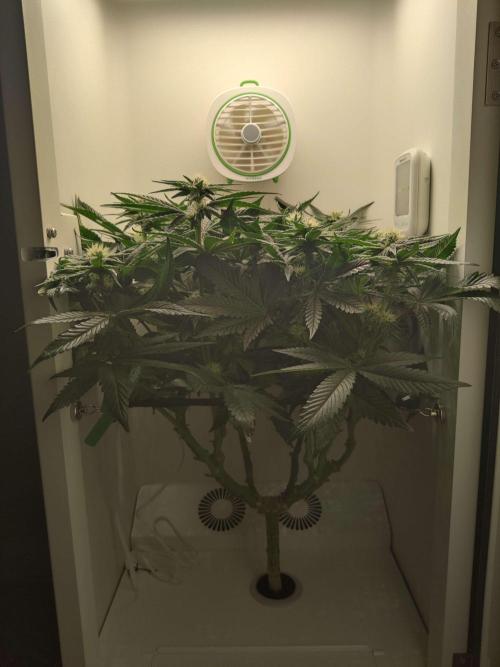 Valentina. Week 12 - Day 1